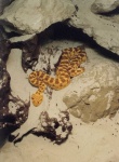 image of banded_gecko