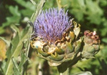 image of artichoke_flower #37