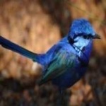 image of bird