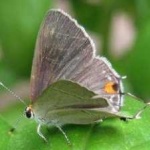 image of animal