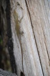 image of green_lizard
