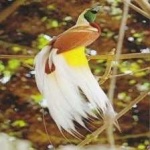 image of bird