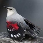 image of bird