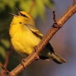 image of bird