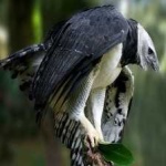 image of harpy_eagle #18