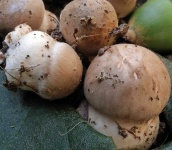 image of mushrooms