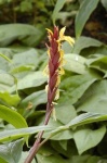 image of flower