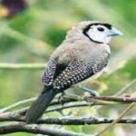 image of bird
