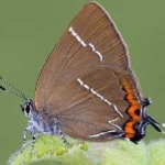 image of hairstreak #8