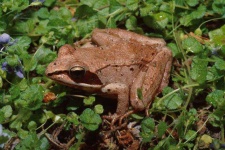 image of bullfrog