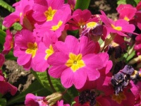 image of flower