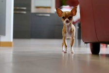 image of animal