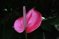 image of flower