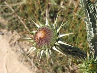 image of cardoon