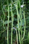 image of string_bean #34