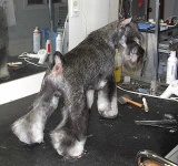 image of giant_schnauzer