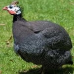 image of bird