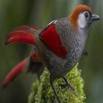 image of bird