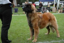 image of leonberger