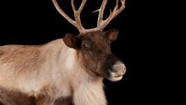 image of reindeer #50