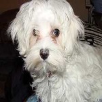 image of animal