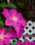 image of clematis #16