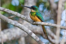 image of jacamar
