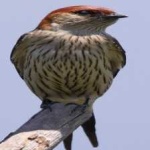 image of bird