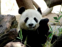 image of giant_panda