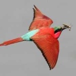 image of bird