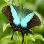 image of banded_butterfly #143