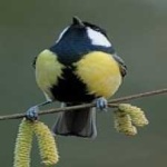 image of bird
