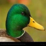image of bird