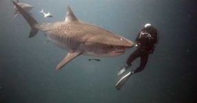 image of tiger_shark