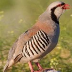 image of bird