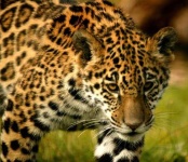 image of jaguar_car