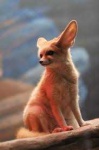 image of animal