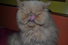image of animal