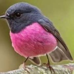 image of bird