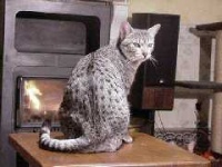 image of animal