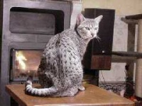 image of egyptian_mau #33