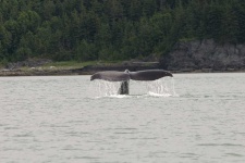 image of animal