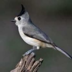 image of bird