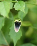 image of green_snake #26