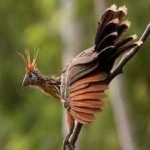 image of bird