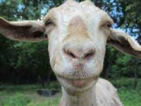 image of animal
