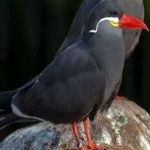 image of bird