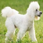 image of poodle #15