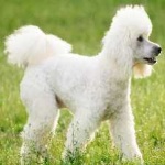 image of animal