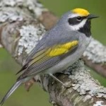 image of bird